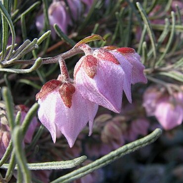 Guichenotia macrantha unspecified picture