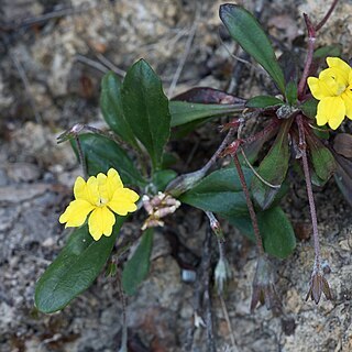 Goodenia blackiana unspecified picture