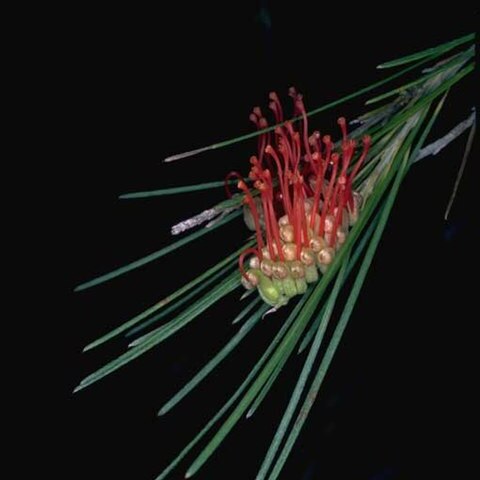 Grevillea coccinea unspecified picture