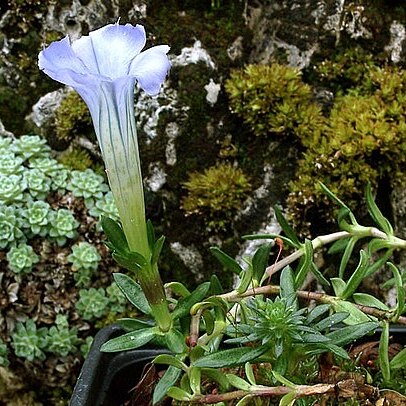 Gentiana arethusae unspecified picture