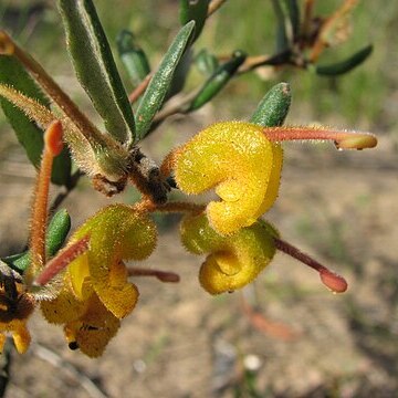 Grevillea chrysophaea unspecified picture