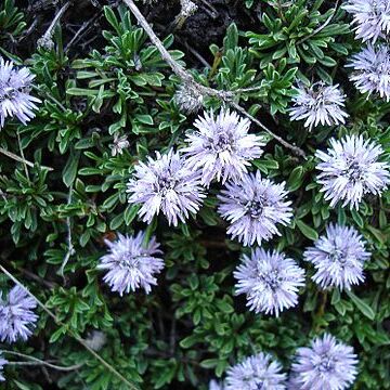 Globularia unspecified picture