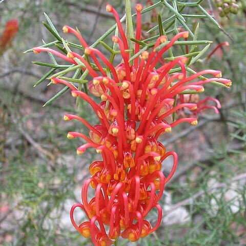 Grevillea treueriana unspecified picture