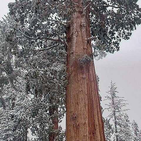 Sequoiadendron unspecified picture