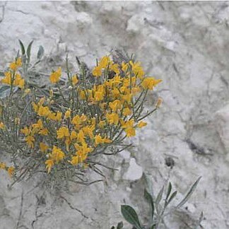 Genista kepenensis unspecified picture