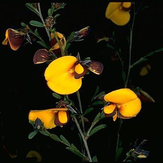 Pultenaea ochreata unspecified picture