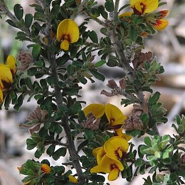 Pultenaea hartmannii unspecified picture