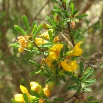 Pultenaea altissima unspecified picture