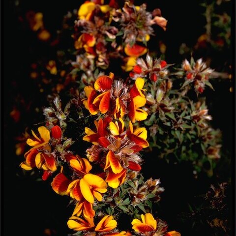 Pultenaea costata unspecified picture