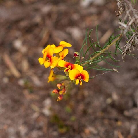 Pultenaea luehmannii unspecified picture