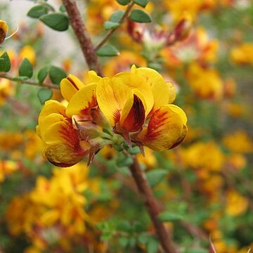 Pultenaea gunnii unspecified picture