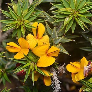 Pultenaea rigida unspecified picture