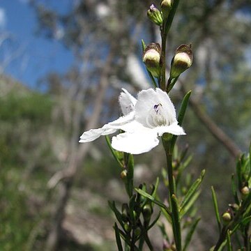 Prostanthera unspecified picture