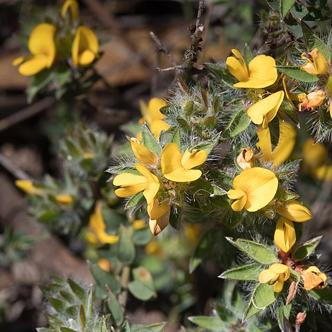 Pultenaea trinervis unspecified picture