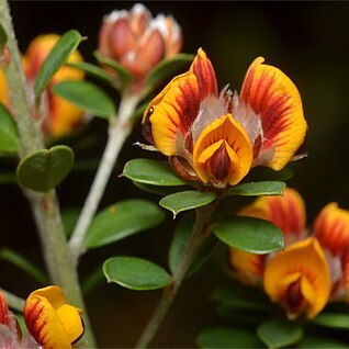 Pultenaea stricta unspecified picture