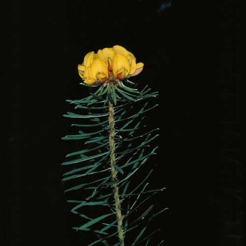 Pultenaea whiteana unspecified picture