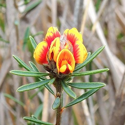 Pultenaea dentata unspecified picture