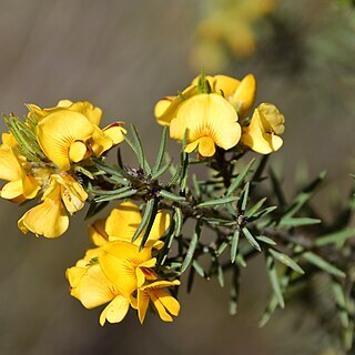 Pultenaea daltonii unspecified picture