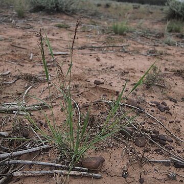 Panicum laevinode unspecified picture