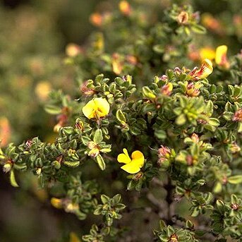 Pultenaea trifida unspecified picture