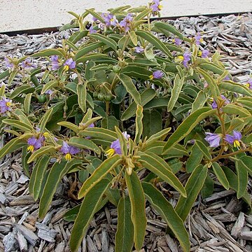 Solanum centrale unspecified picture