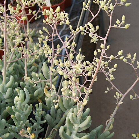 Sedum allantoides unspecified picture