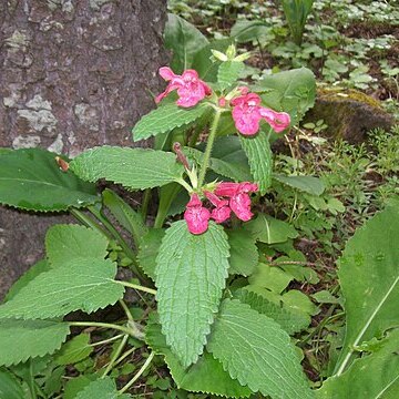 Stachys coccinea unspecified picture