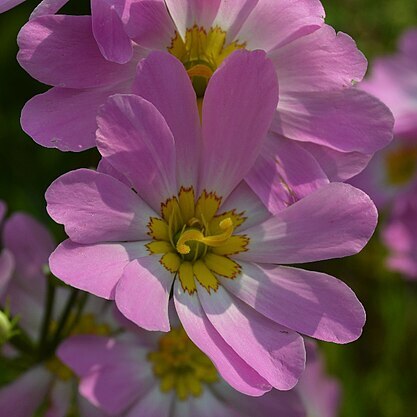 Sabatia kennedyana unspecified picture