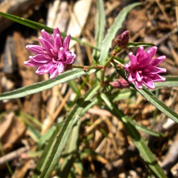 Stephanomeria lactucina unspecified picture