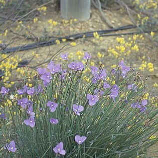 Patersonia graminea unspecified picture