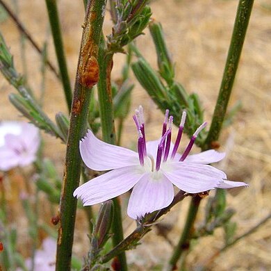 Stephanomeria unspecified picture