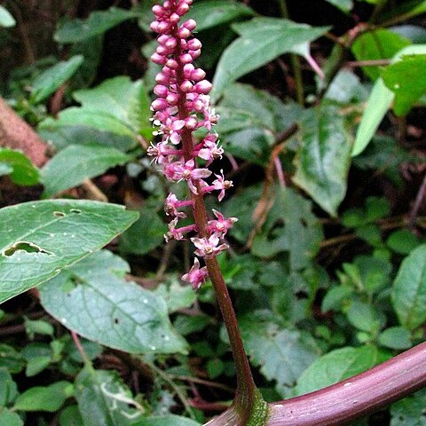 Phytolacca sandwicensis unspecified picture