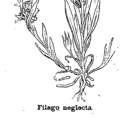 Filago neglecta unspecified picture