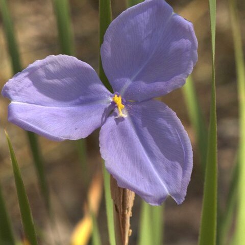 Patersonia macrantha unspecified picture