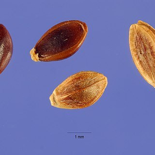 Paspalum nicorae unspecified picture