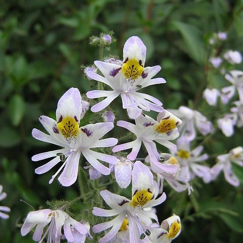 Schizanthus unspecified picture