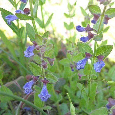 Scutellaria parvula unspecified picture