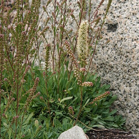 Petrophytum cinerascens unspecified picture