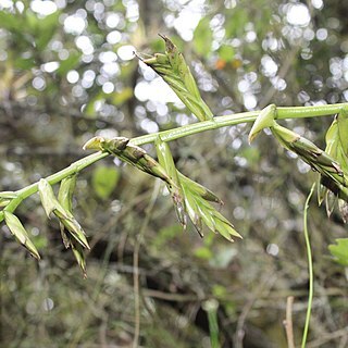 Tillandsia denudata unspecified picture