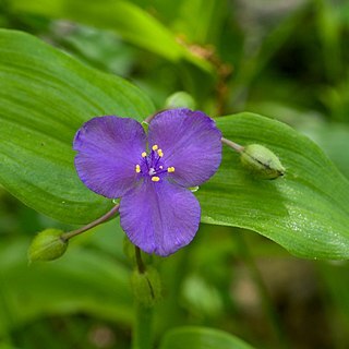 Tradescantia ernestiana unspecified picture