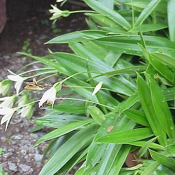 Xerophyta elegans unspecified picture