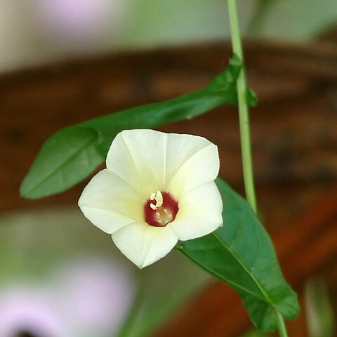 Xenostegia tridentata unspecified picture