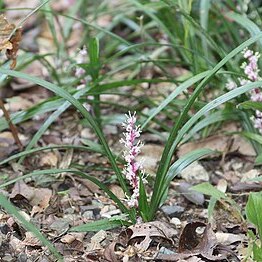 Reineckea carnea unspecified picture