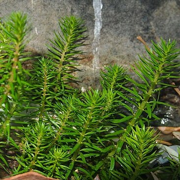 Rotala mexicana unspecified picture