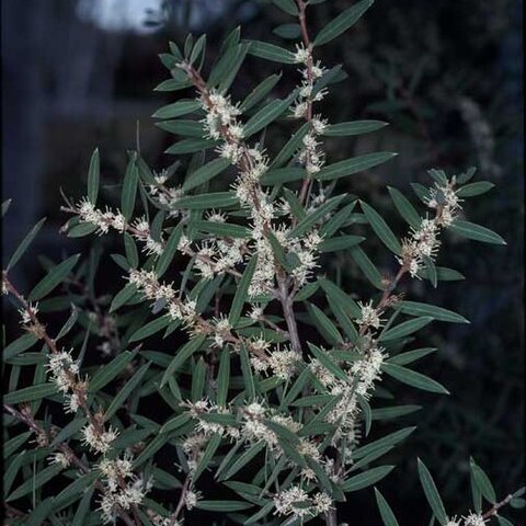 Hakea marginata unspecified picture