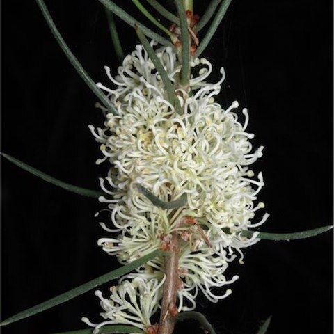 Hakea candolleana unspecified picture