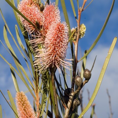 Hakea multilineata unspecified picture