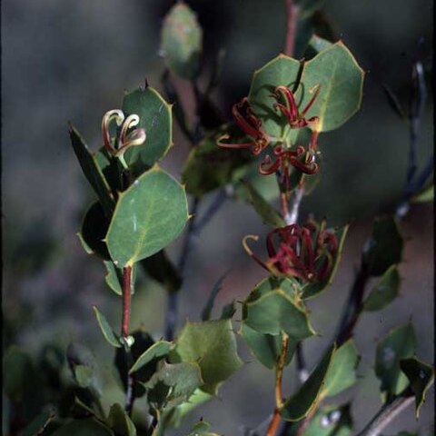 Hakea denticulata unspecified picture