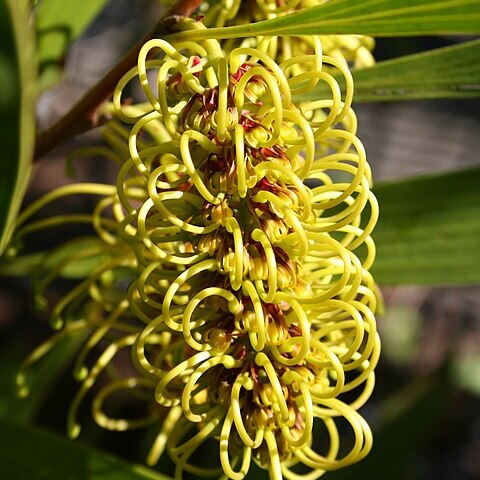 Hakea trineura unspecified picture