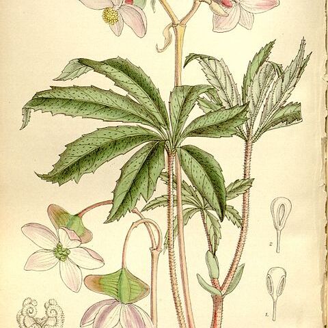 Begonia hemsleyana unspecified picture